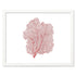 red sea fan white landscape frame